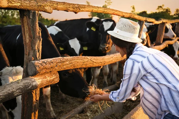 在农场里用干草喂奶牛的年轻妇女 畜牧业 — 图库照片
