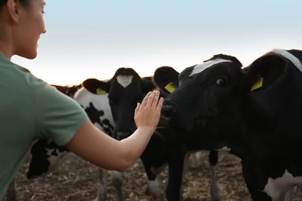 Jovem Mulher Acariciando Vaca Fazenda Close Criação Animais — Fotografia de Stock