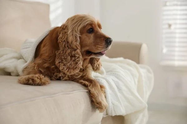 かわいいです英語コッカーSpaniel犬とともにプレイオンソファ — ストック写真