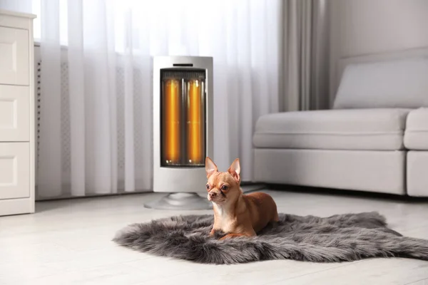 Chihuahua Pes Ležící Umělé Kožešiny Blízkosti Elektrického Ohřívače Obývacím Pokoji — Stock fotografie