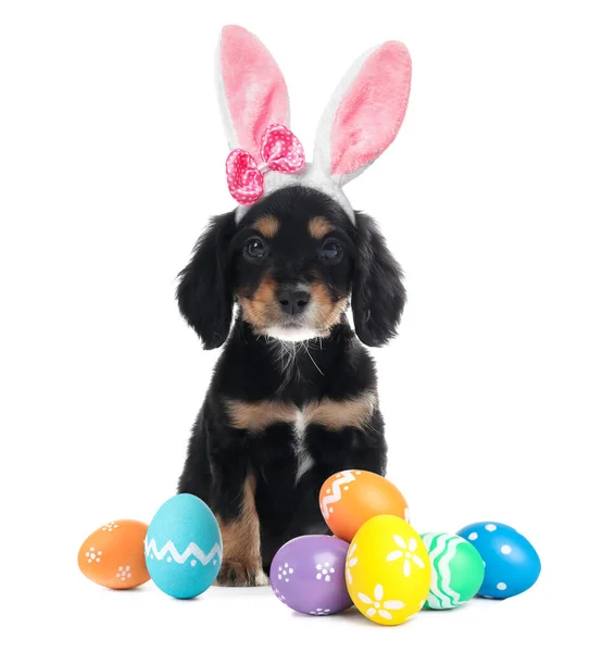 Colorful Easter Eggs Cute Dog Bunny Ears Headband White Background — Stock Photo, Image