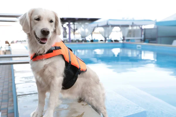 户外游泳池附近救生衣中的狗救援队 — 图库照片