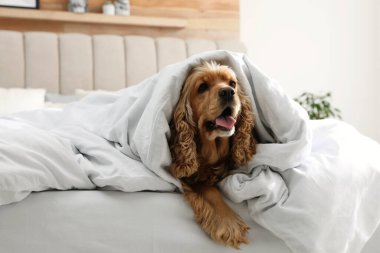Tatlı İngiliz cocker spaniel yatakta yumuşak battaniye ile kaplı