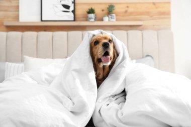 Tatlı İngiliz cocker spaniel yatakta yumuşak battaniye ile kaplı