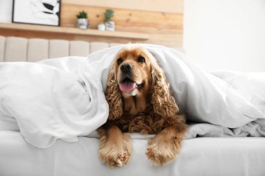 Tatlı İngiliz cocker spaniel yatakta yumuşak battaniye ile kaplı