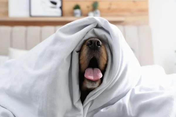 可爱的英国小猎犬 被柔软的毛毯覆盖在室内 — 图库照片