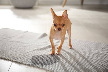 Şirin bir Chihuahua köpeği halıdaki ıslak noktaya yakın. Metin için boşluk