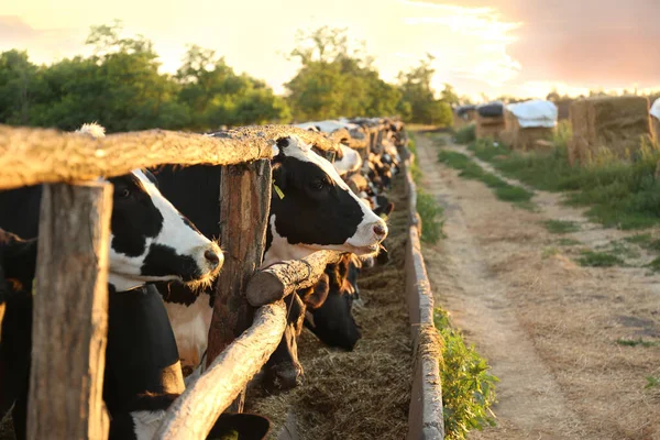 Bonitas Vacas Perto Vedação Quinta Criação Animais — Fotografia de Stock