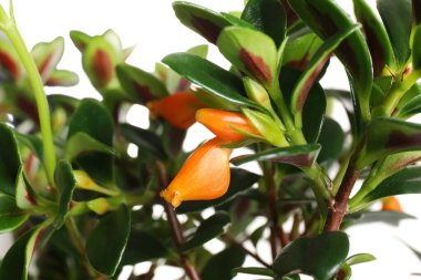 Güzel Japon balığının yaprakları beyazın üzerinde izole edilmiş.