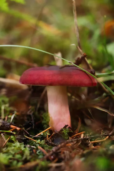 Kleiner Pilz Wächst Grünen Gras Nahaufnahme — Stockfoto