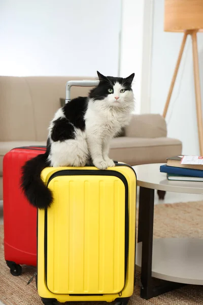 Gato Bonito Sentado Mala Sala Estar — Fotografia de Stock