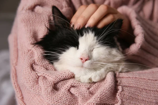 Mulher Acariciando Adorável Gato Cabelos Longos Close — Fotografia de Stock