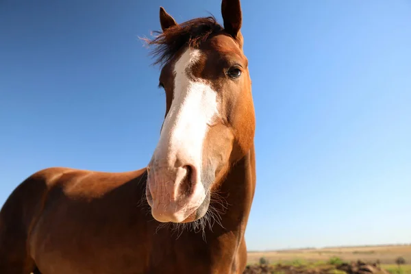 晴れた日には栗の馬の屋外で クローズアップ 美しいペット — ストック写真