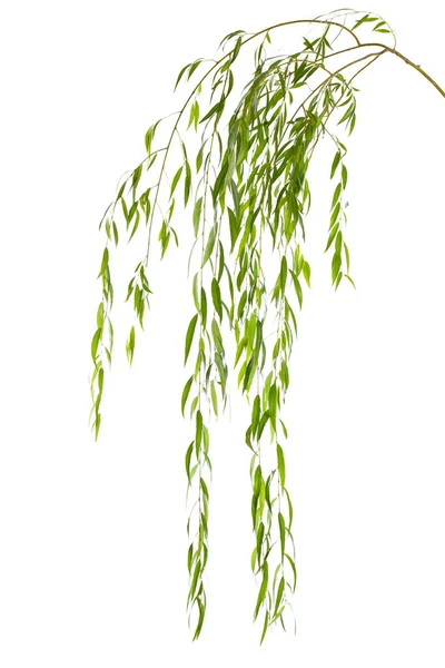 Beautiful Willow Tree Branches Green Leaves White Background — Stock Photo, Image