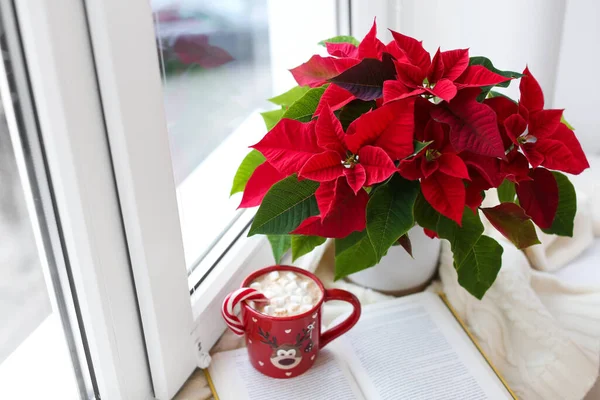 아름다운 세트티아 코코아 그리고 창가의 크리스마스 — 스톡 사진
