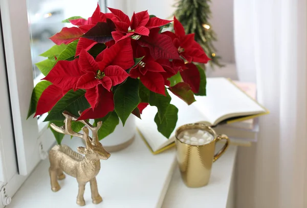 Gyönyörű Poinsettia Forró Kakaó Díszítő Szarvas Ablakpárkányon Hagyományos Karácsonyi Virág — Stock Fotó