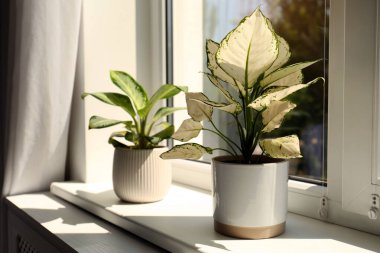 Exotic houseplants with beautiful leaves on window sill at home clipart