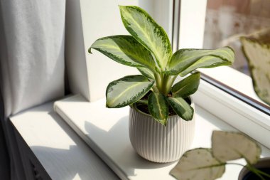 Exotic houseplants with beautiful leaves on window sill at home clipart