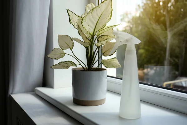 Plante Intérieur Exotique Avec Belles Feuilles Pulvérisateur Sur Rebord Fenêtre — Photo