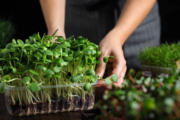 Vrouw Die Zorgt Voor Microgroen Aan Houten Tafel Close — Stockfoto