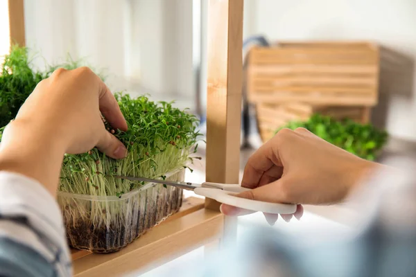 Vrouw Snoeien Vers Biologisch Microgroen Binnen Close — Stockfoto