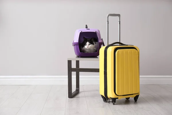 ペットキャリアとスーツケースの中に座ってかわいい猫 テキストのスペース — ストック写真