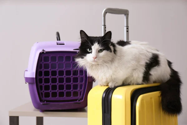 Χαριτωμένο Γάτα Κάθεται Στη Βαλίτσα Και Μεταφοράς Κατοικίδιων Ζώων Κατά — Φωτογραφία Αρχείου