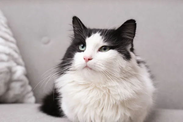 Gato Preto Branco Bonito Sentado Sofá — Fotografia de Stock