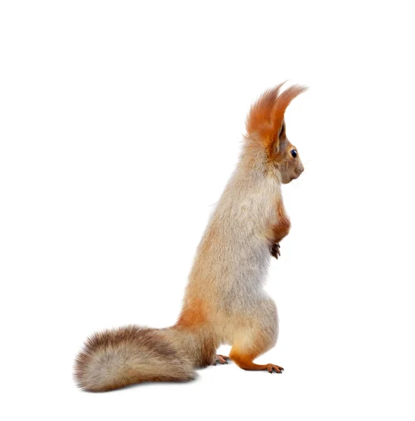 Cute Squirrel Fluffy Tail White Background — Stock Photo, Image