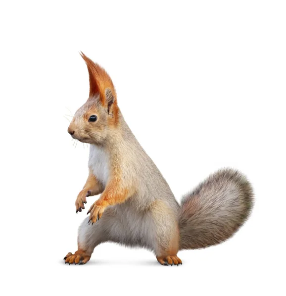 Cute Squirrel Fluffy Tail White Background — Stock Photo, Image