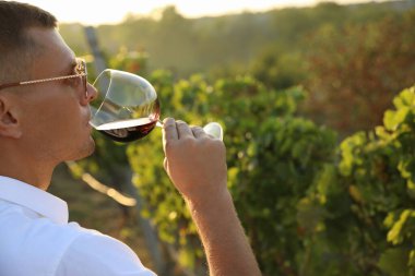 Yakışıklı adam, güneşli bir günde üzüm bağında şarap tadıyor.