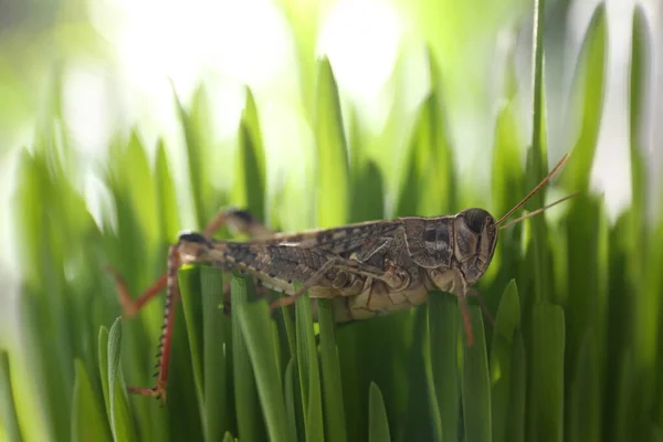 Sauterelle Commune Sur Herbe Verte Extérieur Insecte Sauvage — Photo