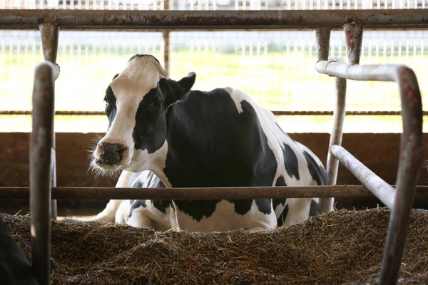Hübsche Kuh Hinter Zaun Auf Bauernhof Tierhaltung — Stockfoto