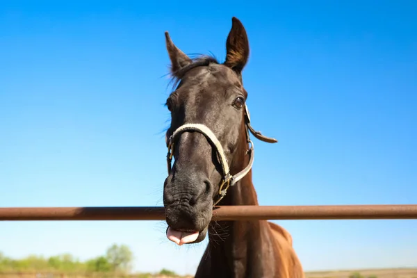 晴れた日には屋外のフェンスで暗い馬を閉じます 美しいペット — ストック写真