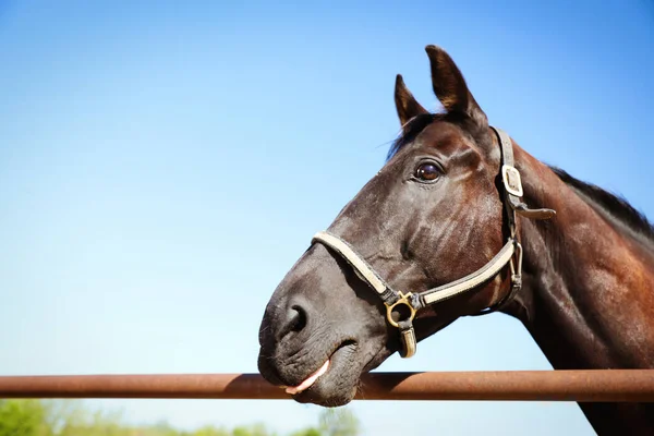 晴れた日には屋外のフェンスで暗い馬を閉じます 美しいペット — ストック写真