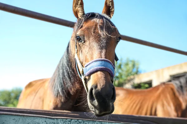 晴れた日には屋外のフェンスで栗の馬を閉じます 美しいペット — ストック写真