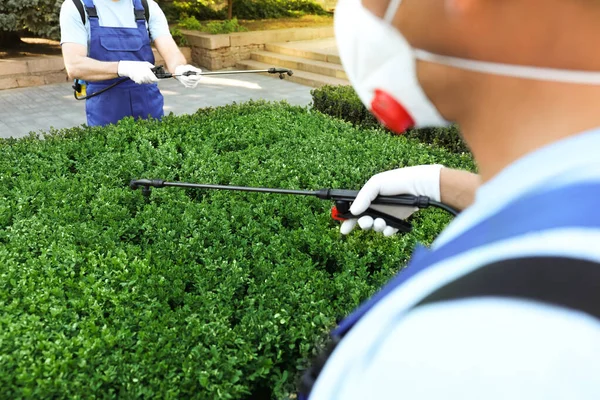 Trabalhadores Pulverizando Pesticida Arbusto Verde Livre Close Controlo Pragas — Fotografia de Stock