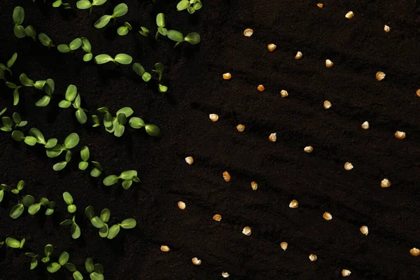 Sementes Milho Mudas Vegetais Solo Fértil Vista Superior — Fotografia de Stock