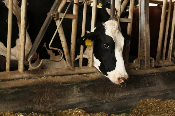 Hübsche Kuh Hinter Zaun Auf Bauernhof Tierhaltung — Stockfoto