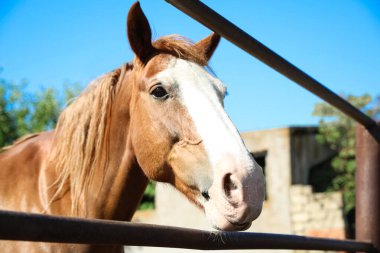 Güneşli bir günde çitlerin orada kestane at, yakın plan. Güzel hayvan.