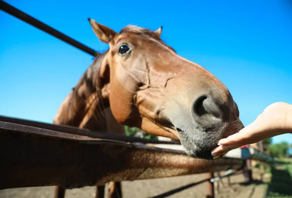 晴れた日には屋外のフェンスで栗の馬を閉じます 美しいペット — ストック写真