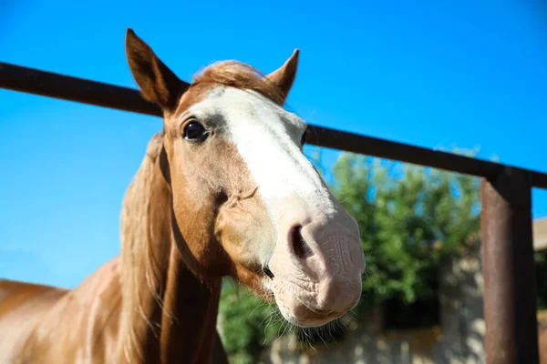 晴れた日には屋外のフェンスで栗の馬を閉じます 美しいペット — ストック写真