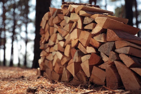 晴れた日に森の中で伐採された薪のスタック クローズアップ — ストック写真