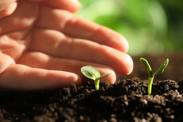 Woman Examine Young Green Seedling Soil Outdoors Closeup — Stock Photo, Image