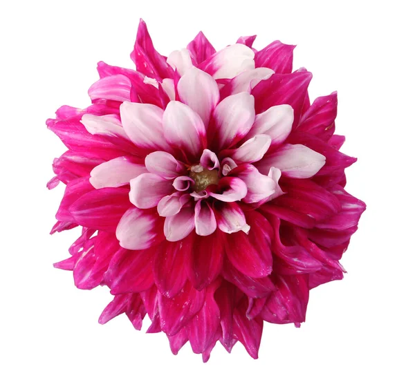 Beautiful Pink Dahlia Flower Isolated White — Stock Photo, Image