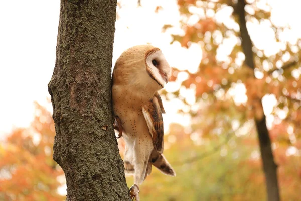 Beautiful Common Barn Owl Tree Outdoors — Stock Photo, Image