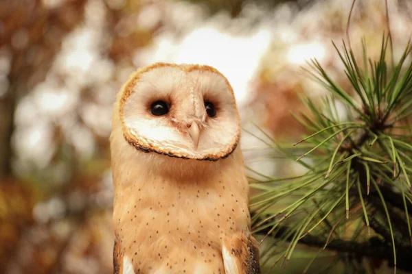 Schöne Schleiereule Auf Baum Freien — Stockfoto