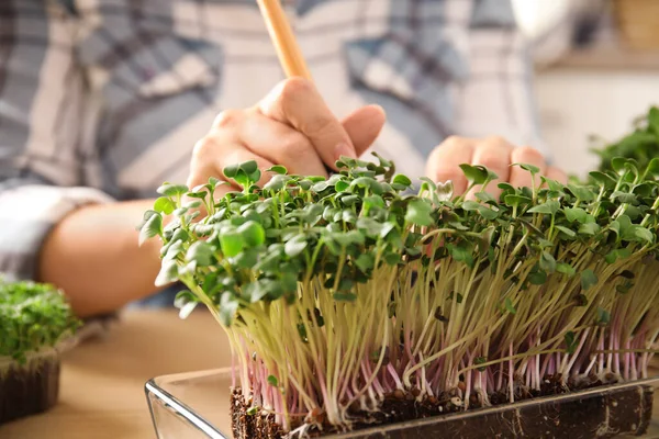 Vrouw Die Zorgt Voor Microgroen Aan Houten Tafel Close — Stockfoto