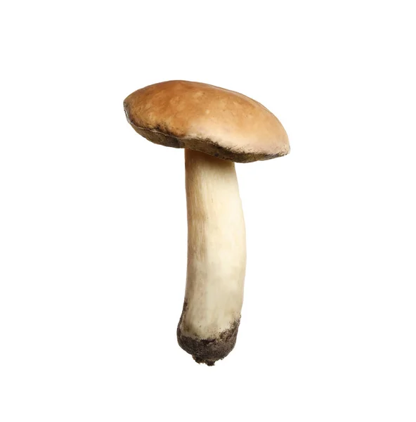 Champignon Gris Frais Glissant Isolé Sur Blanc — Photo