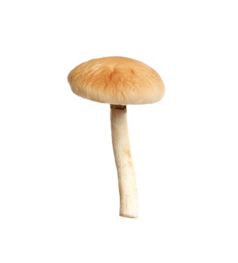 Taze yaban pioppini mantarı beyaza izole edilmiş.